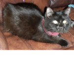 CatMeowShadow