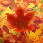 The Autumn Studios! ᵗᵐ