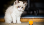 Sofia Cats For Life