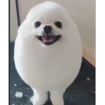 The Church Of Eggdog