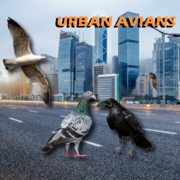 Urban Avians: WIP