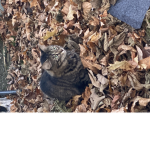 My cute cat group