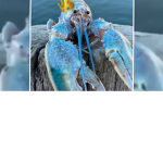 lobster XD