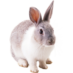 el lobux