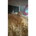 marnie’s group