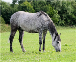 Horse Lovers and Horse owners