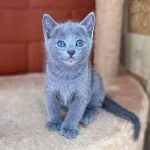 Blue cat school high schools