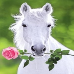 The Horse Fan Group 🐎