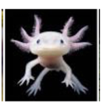 Tem axolotl