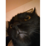 catzzv