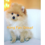 Kong Fan Group!!