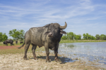 waterbuffalo29