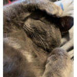 MassLPDude