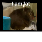 We are the hamster gang