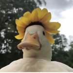 ᴋᴀᴡᴀɪɪ ᴅᴀʏ ᴅʀᴇᴀᴍ