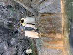 Penguins, rulers of Antarctica