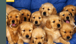 Not Amber roblox fans club