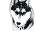 WOLF SQWAD