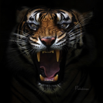 #TigersRule