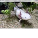 The Axolotl nice kingdom
