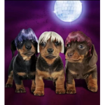 Dogs dancing to a disco ball