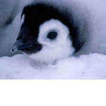 The Fantastic Penguins