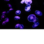 JellyFishAreCool