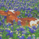 Indie cows