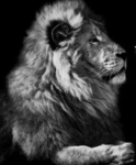 The big lion organization
