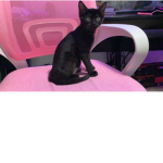 Kitten club !