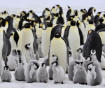 Penguin @rmy