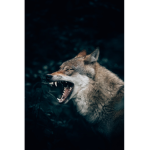 SavagesWolfPack
