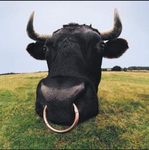 Bull's house