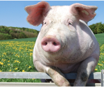 Piggy madnes