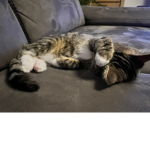 Die Deutsch Katzen