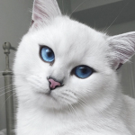 ~FrostClan~
