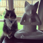 #meowtiic