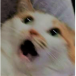 Hᴏᴜsᴇᴍᴀɪᴅ's ᴏꜰ Sᴀᴋᴜʀᴀ