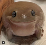 LeRatsCS