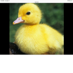 The duckies club!~