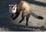 The Ferret Fam