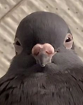 pooptoes
