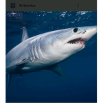 SharkFansOnly