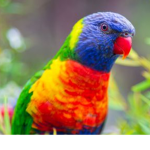 Lorikeet clothes