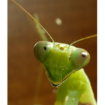mantis gaming