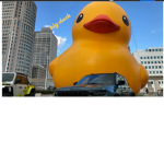 Duck best bird