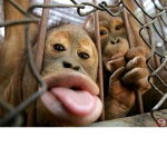 Monkеy