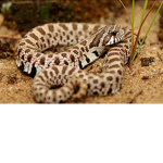 SNAKE ARMY!!!