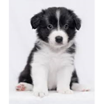 Doggies and puppies are the cutest animals