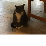 Here’s my cat face